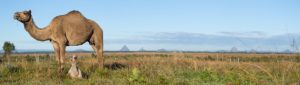 Pano The Camel on QCamel's Farm