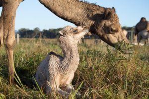 QCamel Camel Calf and Mum