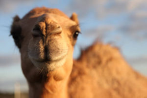 Pano The Camel